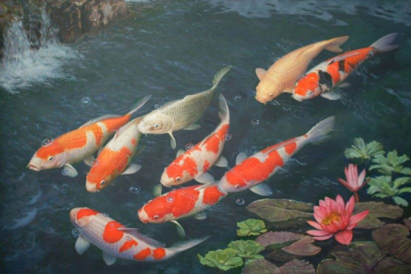 Download Amazing Koi Fish Background Wallpaper #3074 Fish Wallpaper