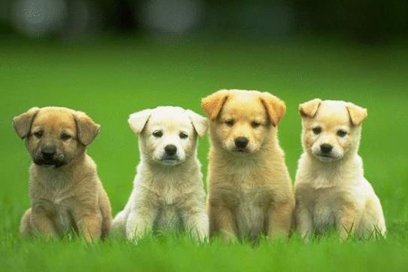 Pictures Of Puppies wallpapers (60 Wallpapers)