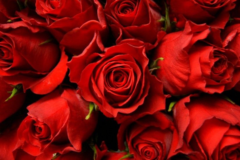 Red Roses Picture - Wallpaper, High Definition, High Quality
