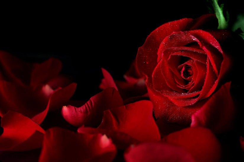 rose red drops bud petals black background flower