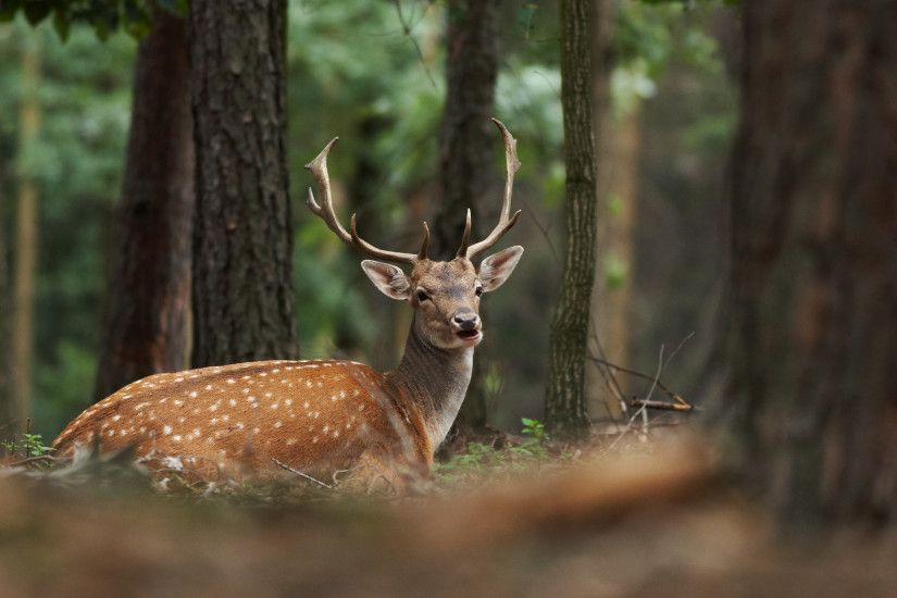 How to - Stalk closer to your Deer