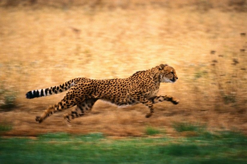 Running Cheetah Backgrounds. 2500x1667 0.413 MB