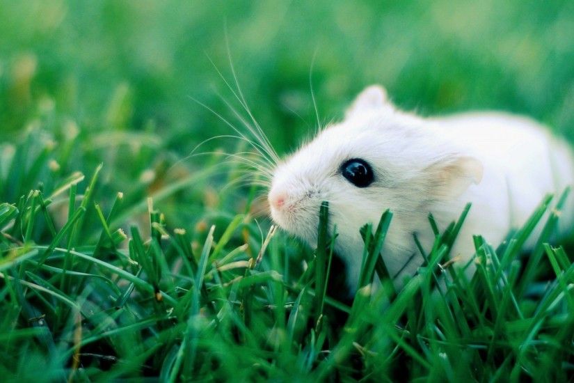 Hamster grass rodent crawling wallpapers