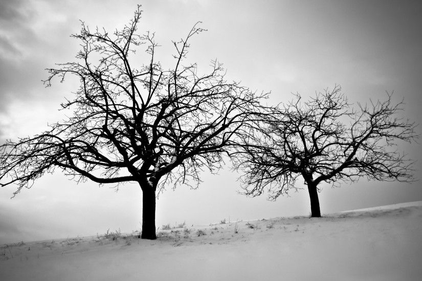 Sky branches cold dusk trees winter snow silhouette wallpaper | 2560x1600 |  136220 | WallpaperUP
