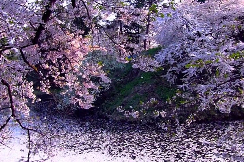 Cherry Blossom 2 - Sakura - Video Background HD 1080p