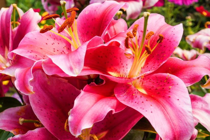 Gorgeous Lily Flower Wallpaper