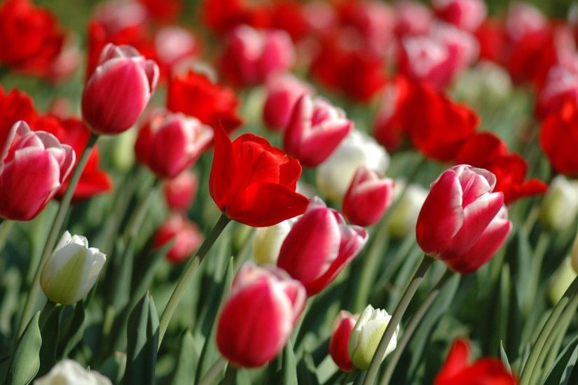 Red tulips wallpapers and stock photos