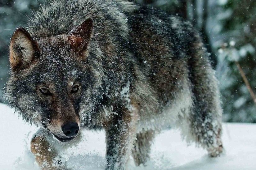 1920x1080 google image wolf fantasy fantasy wolf desktop wallpaper Ã—