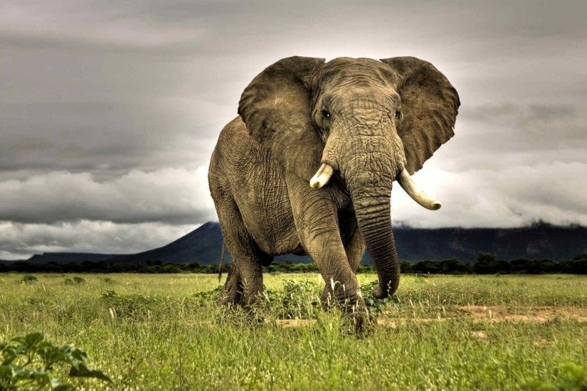 elephants, Animals, African, Nature, Grass, Savannah, Overcast, Wildlife,  Photography Wallpapers HD / Desktop and Mobile Backgrounds
