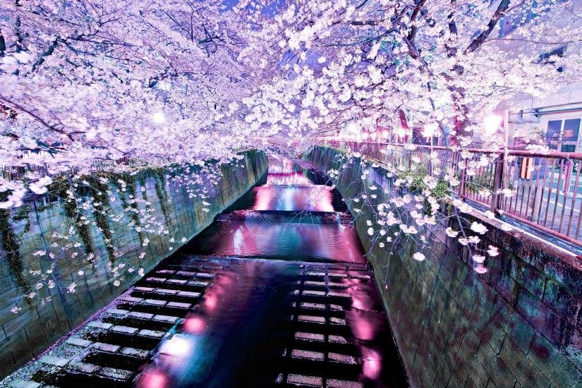 Fantastically beautiful picture of cherry blossoms HD Desktop Wallpaper