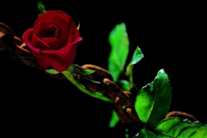 Beautiful Green Rose