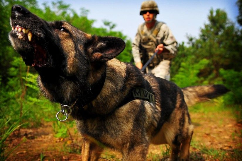 War Dog Police German Shepherd Animals wallpaper #
