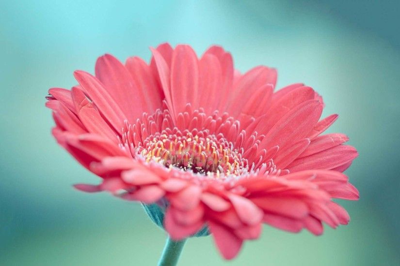 1920x1200 Gerbera Daisy Wallpapers Group (51+), #65 of 84