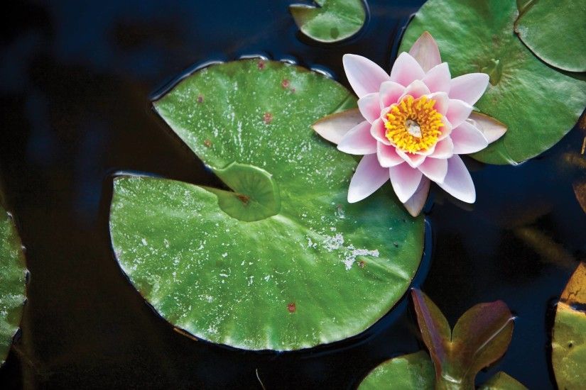 Lily Pad Wallpapers - Wallpaper Cave