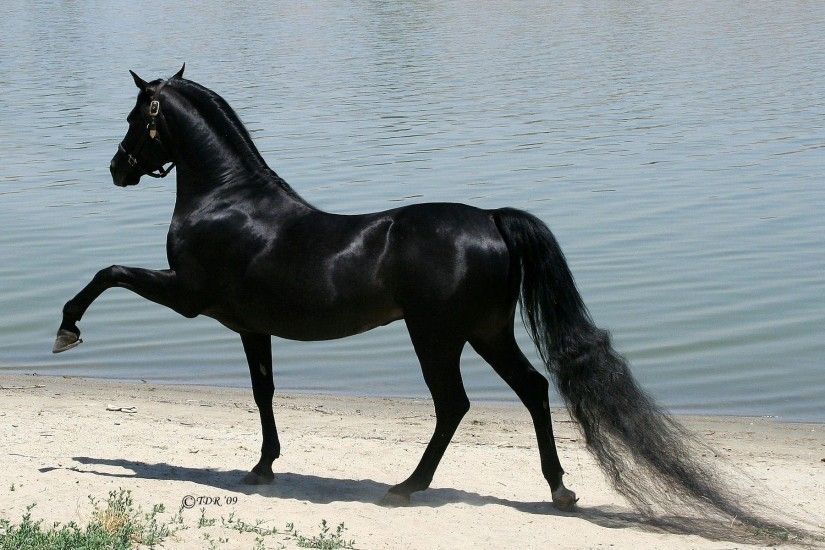 Arabian Horses HD wallpaper