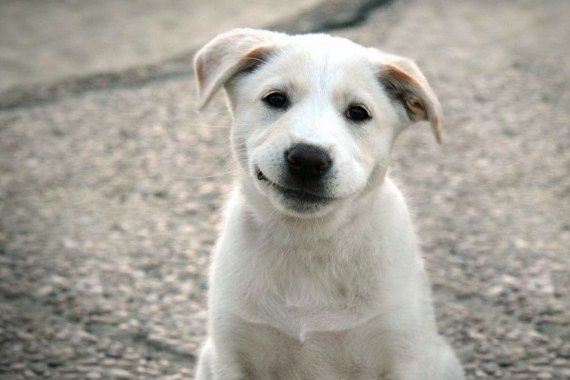 Cute White Puppy Hdtv 1080p Desktop Wallpaper