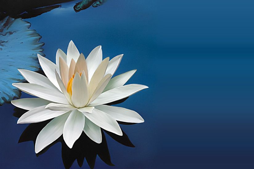 images of lotus flower. Â«Â«