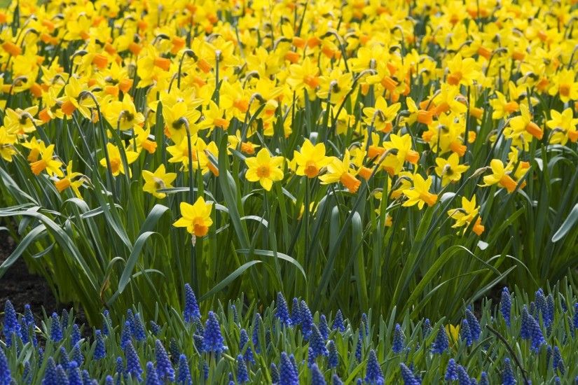 Desktop Backgrounds: Pretty Daffodil, by Florene Stam, 1920x1080