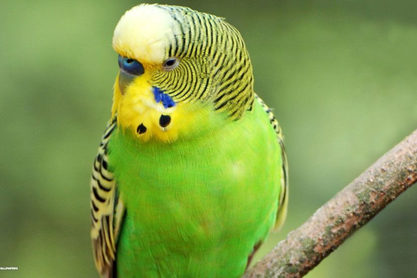 Budgies images Green Budgie HD wallpaper and background photos