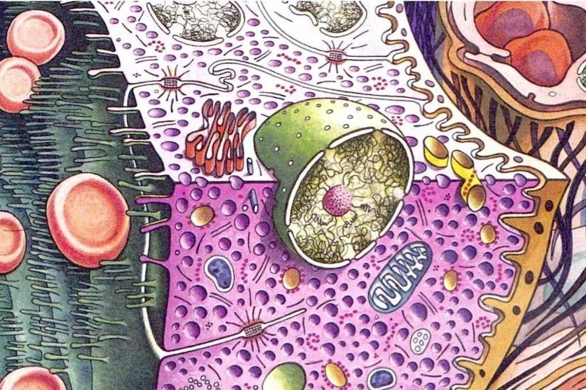 Biology artwork cells science wallpaper | (65849)