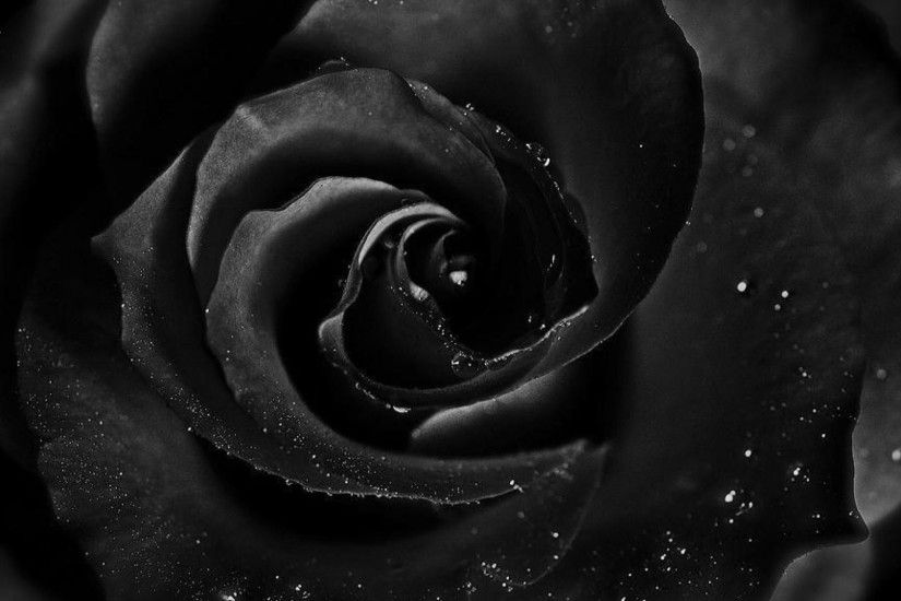 Black Rose Wallpapers HD Pictures One HD Wallpaper Pictures