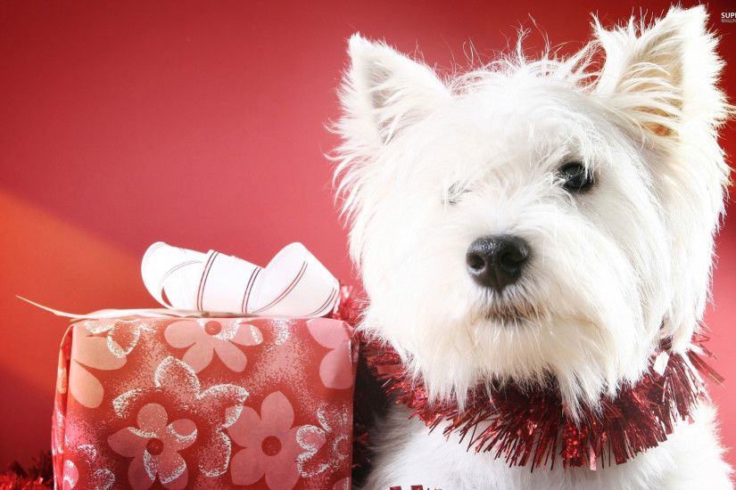 West Highland White Terrier Christmas Wallpaper