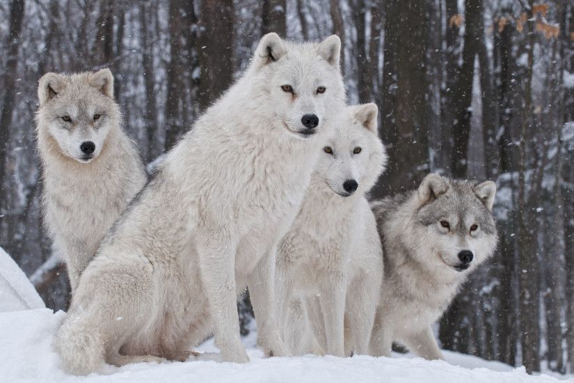 White Wolves HD Wallpaper and Pics