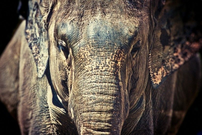 Elephant close up hd wallpaper.