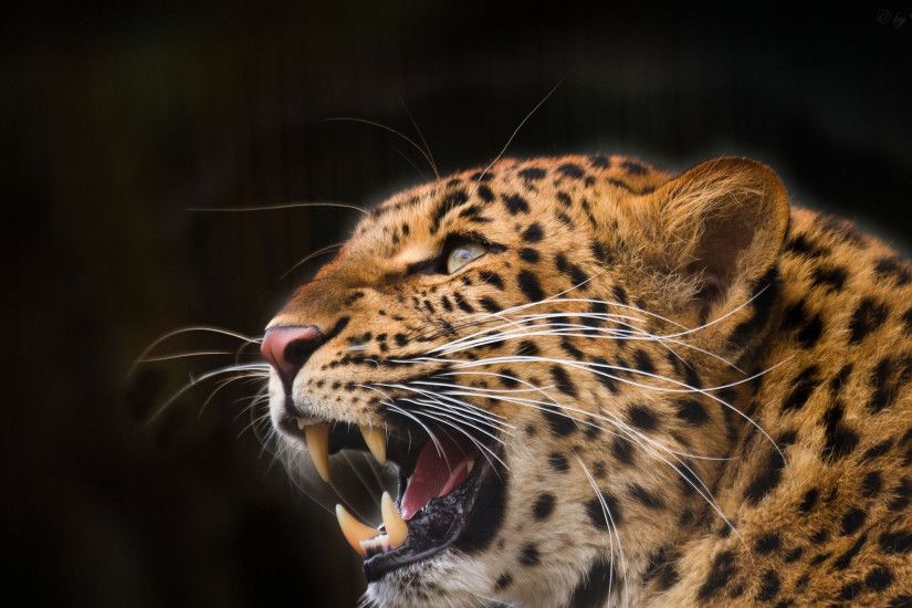 3840x2160 Wallpaper leopard, predator, jaws, teeth, fangs, black background