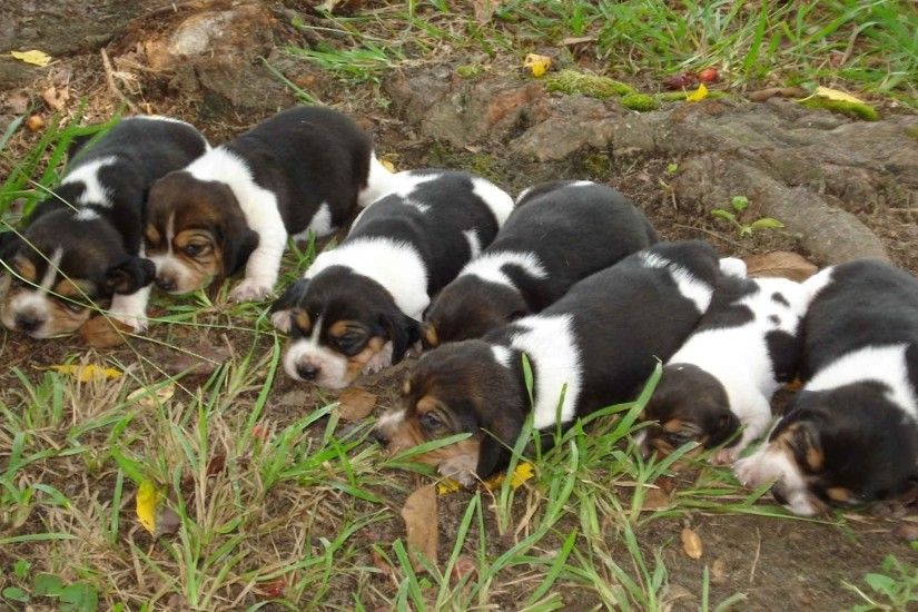 Beagle Puppies wallpapers and stock photos
