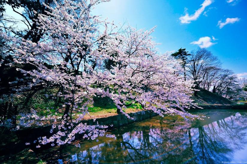 Cherry Blossom Trees Wallpapers | HD Wallpapers