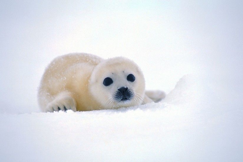 Funny baby seal wallpapers