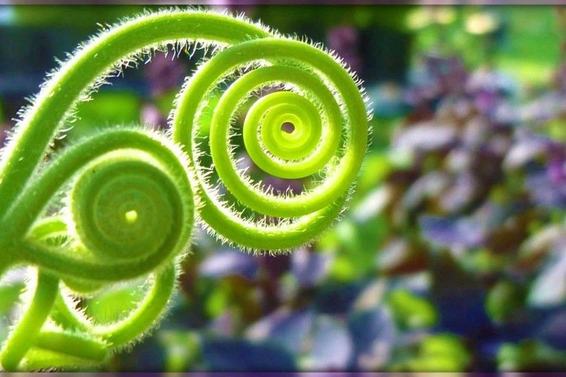 Fibonacci and Golden Ratio [Who was Fibonacci and what is Golden .