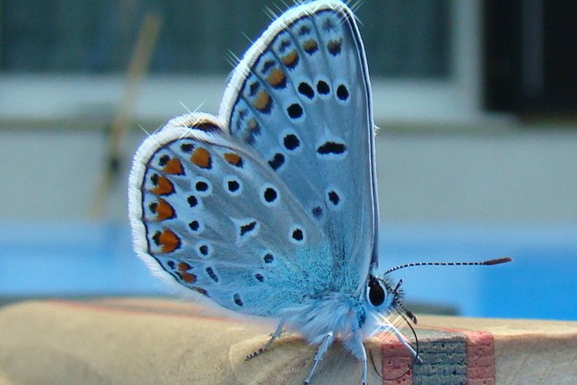 Top 10 Most Beautiful Butterflies 1 : Karner Blue Butterfly 2 : Red  lacewing butterfly 3 : Silvery Blue.