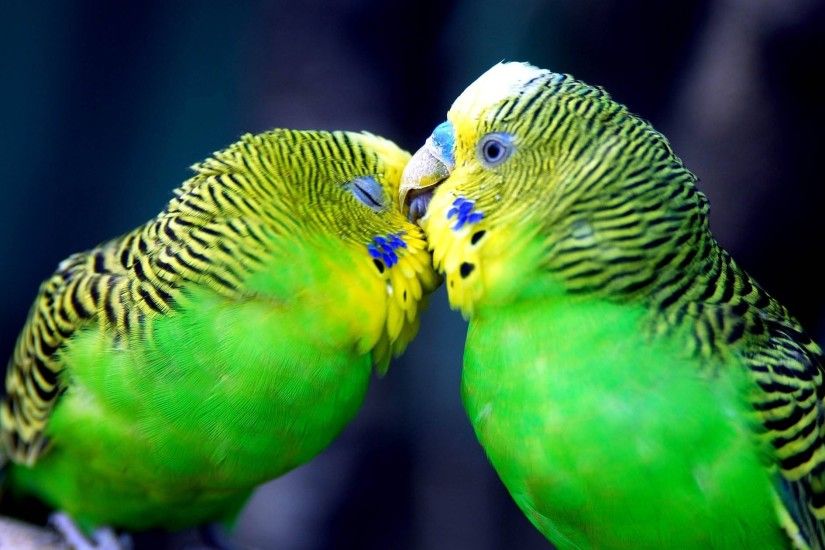 ã2017ã Cute Love Bird Colorful Parrot HD Wallpapers