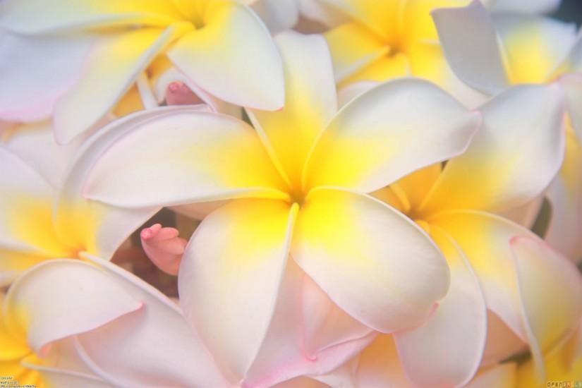 Hawaiian Flower Backgrounds for Pinterest