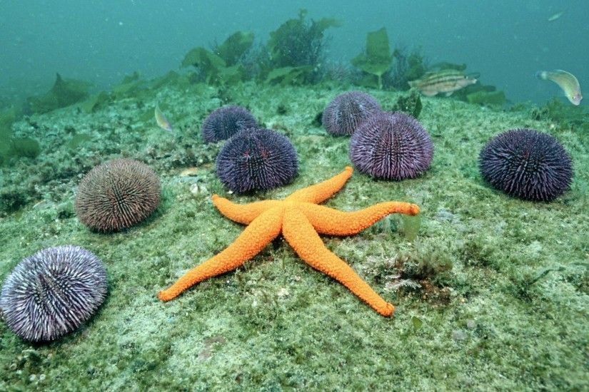 Download now full hd wallpaper starfish bottom sea ...
