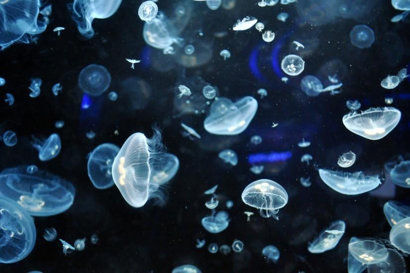 Download Free Jellyfish Wallpaper.