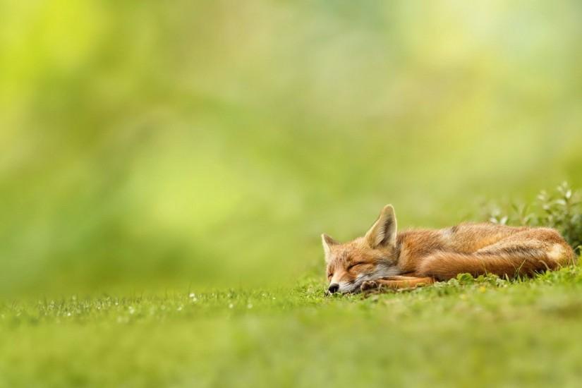 download free fox wallpaper 1920x1200 cell phone