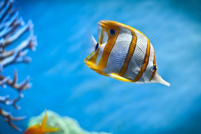 Aquarium Fish Wallpapers Pictures Photos Images. Â«