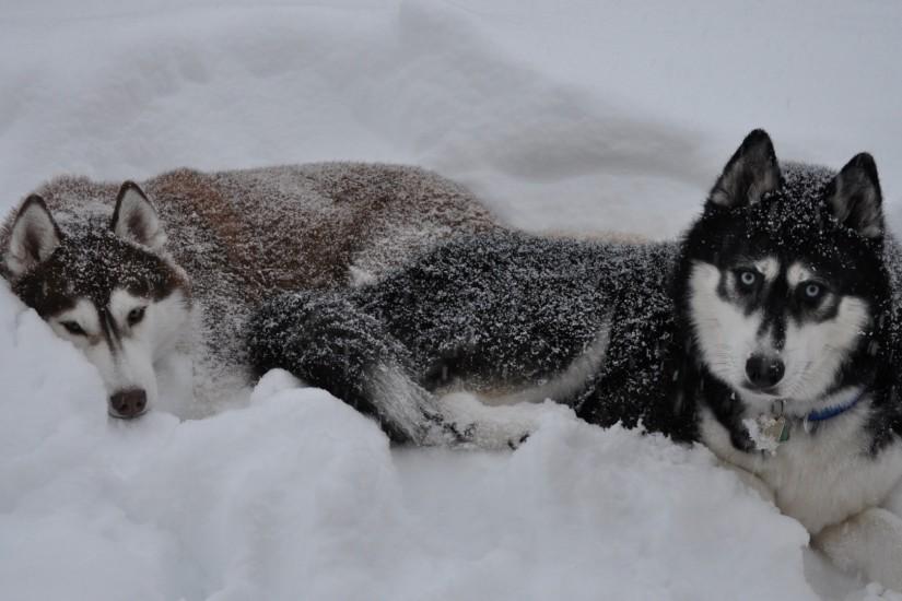 Preview wallpaper husky, dogs, snow, down, couple, winter 1920x1080