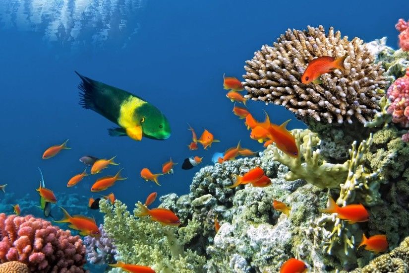 Reef Tag - Fish Ocean Sea Reef Tropical Fishes Underwater Live Wallpaper  Download For Mobile for