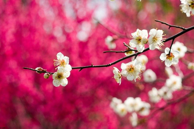 Pink Blossom Spring Tree HD Wallpaper Beautiful Landscape