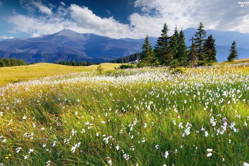 clouds, woods, Mountains, Meadow, Spring, Flowers
