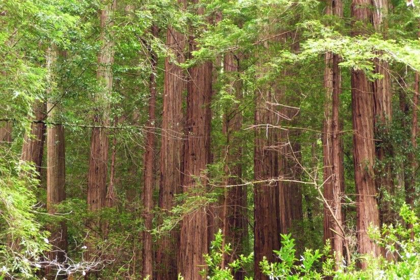 While I still have internet access, I wanted to add a wallpaper of redwood  trees from Muir Woods National Monument. There will be more redwood trees  coming ...