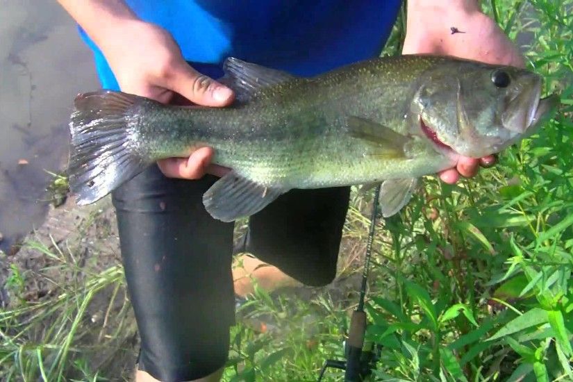 Largemouth Bass Fishing (A few perch and catfish caught also)