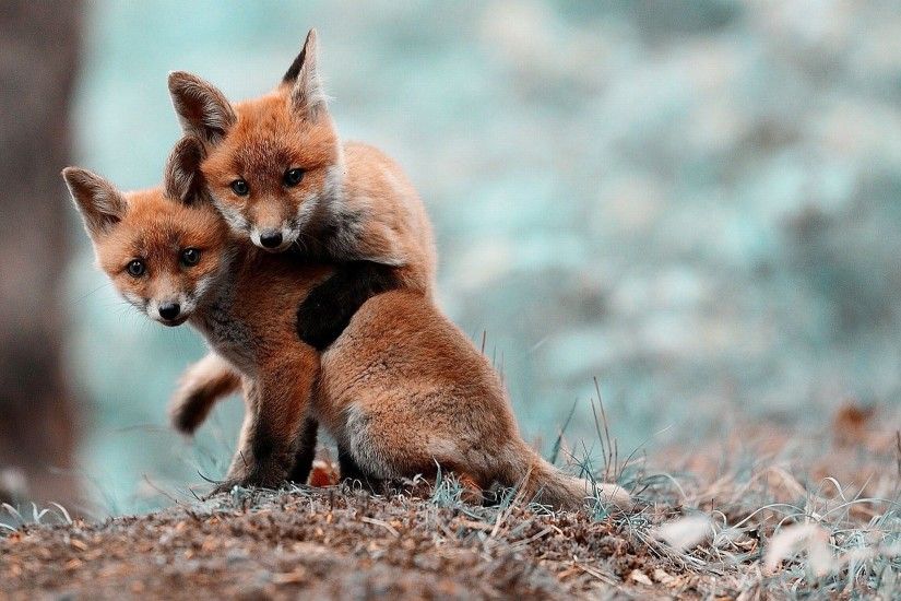 anime, Cubs, Fox Cubs, Fox, Nature, Blurred, Animals, Baby