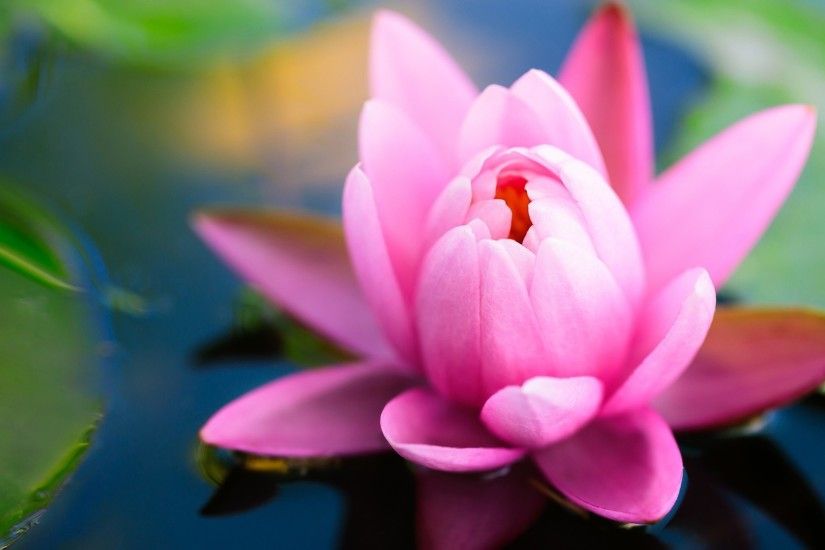 Lotus Flower High Quality Wallpapers