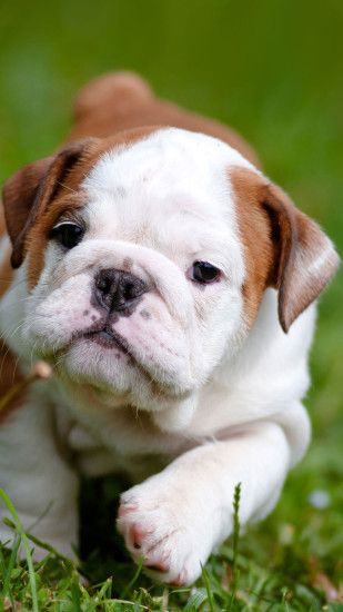 Cute English Bulldog Puppies iPhone Wallpaper HD