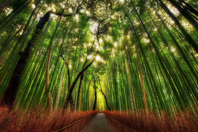 Forest Bamboo HD Desktop Wallpaper, Background Image